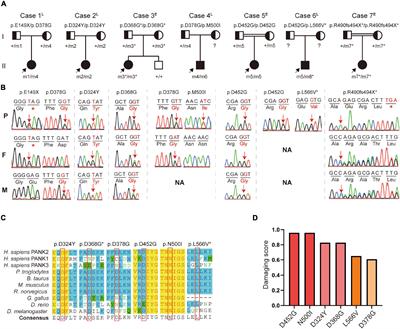 Novel PANK2 Mutations in Patients With Pantothenate Kinase-Associated Neurodegeneration and the Genotype–Phenotype Correlation